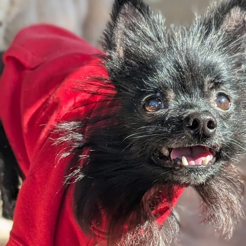 An adult small-sized female Black Pomeranian dog named Little Red Riding Hood for adoption in Hudson, IL