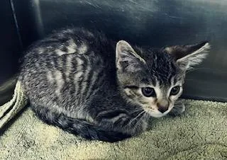 A baby small-sized male Domestic Short Hair cat named Tamatoa for adoption in Norco, CA