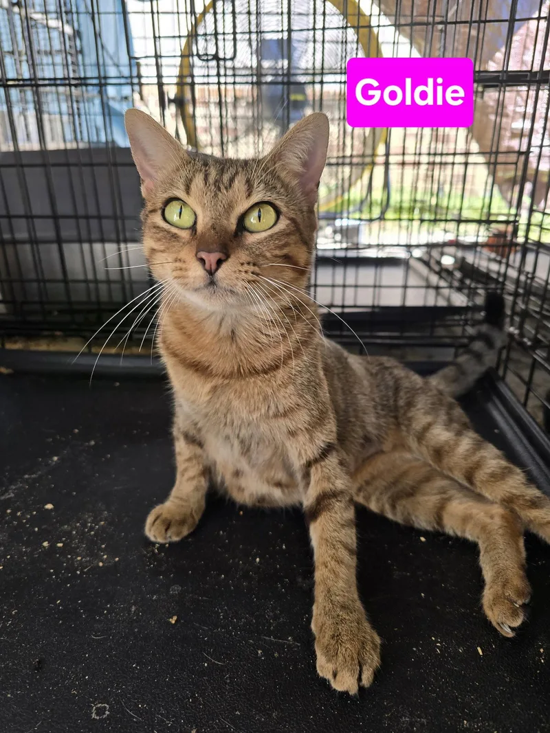 A young medium-sized female Domestic Short Hair cat named Goldie mo for adoption in Sterling, MA
