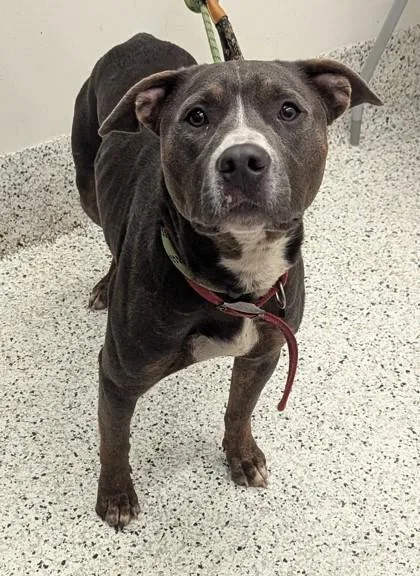 An adult large-sized male Pit Bull Terrier dog named Ernie for adoption in Atlanta, GA