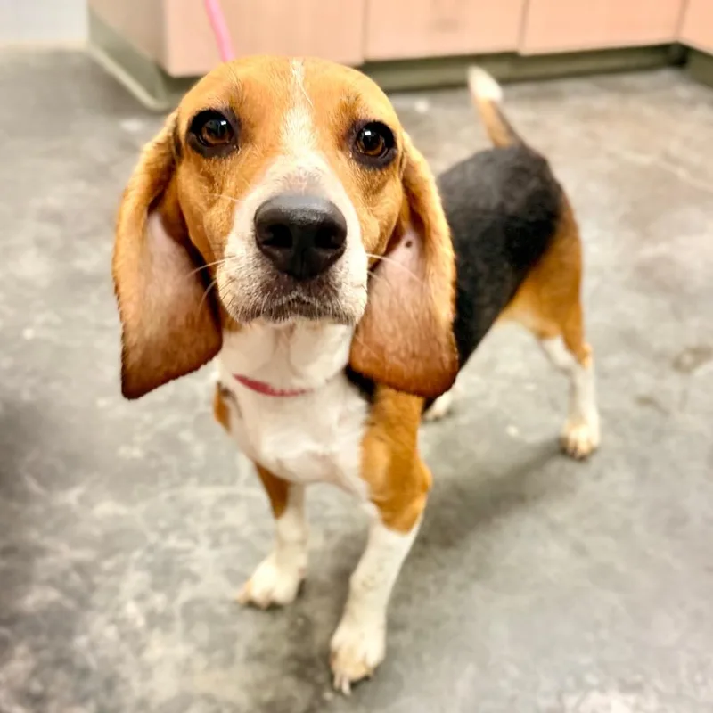 An adult small-sized male Brown / Chocolate Beagle dog named Cowboy for adoption in Evensville, TN