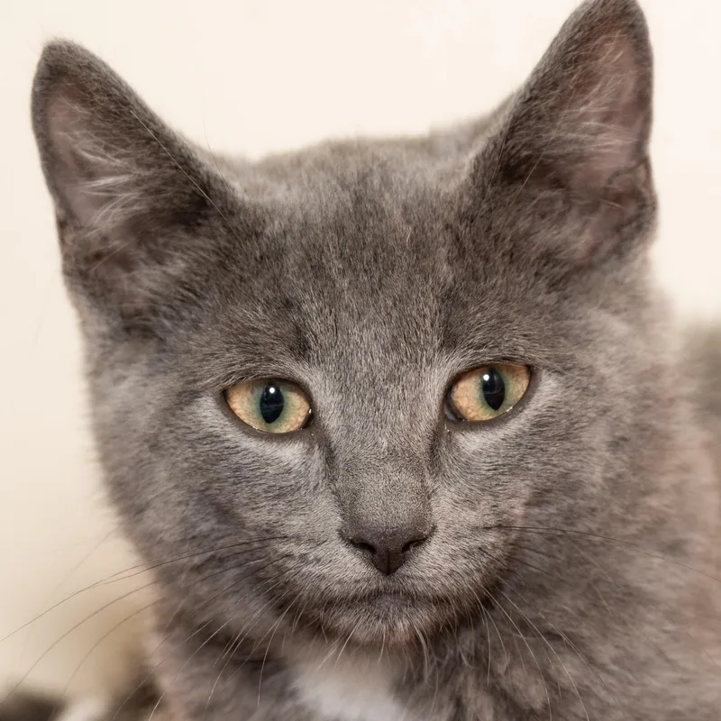 A baby medium-sized male Gray / Blue / Silver Domestic Short Hair cat named Houdini for adoption in Victor, NY