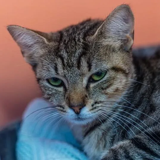 A young medium-sized female Brown / Chocolate Domestic Short Hair cat named Fluffernutter for adoption in Decatur, GA
