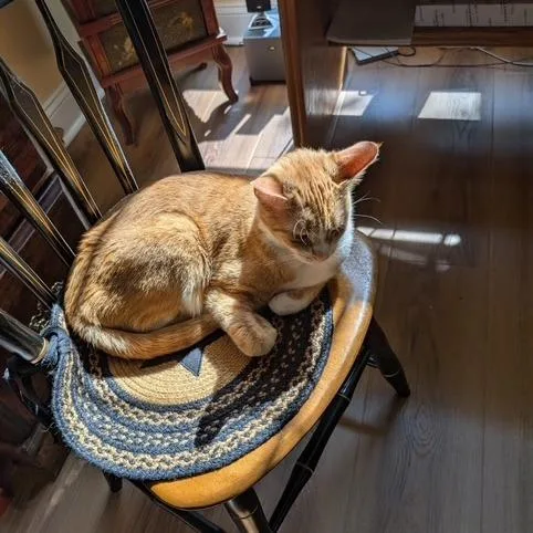 An adult small-sized female Orange / Red Domestic Short Hair cat named Ember for adoption in Lynchburg, VA