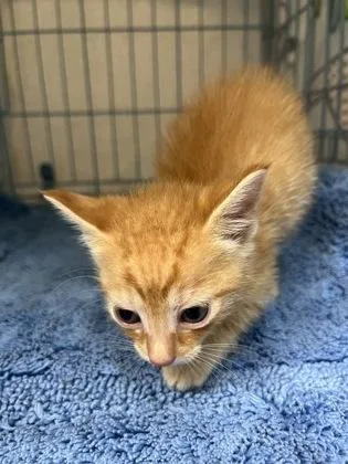 A baby small-sized male Domestic Short Hair cat named Juicy Fruit for adoption in Gainesville, FL