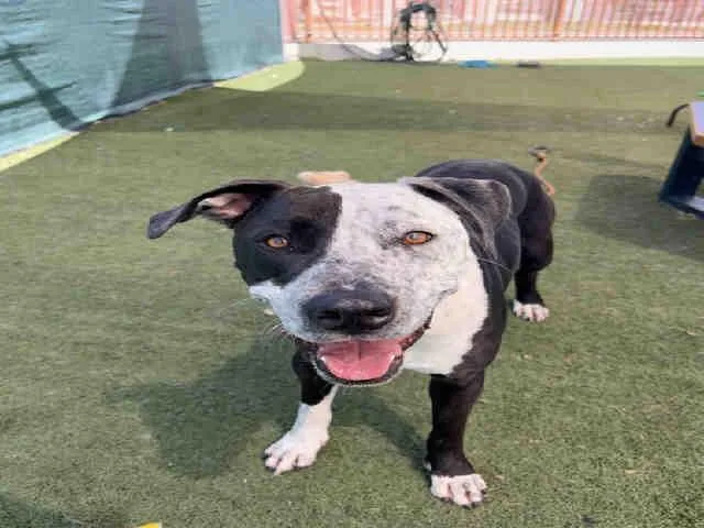 A young medium-sized male Pit Bull Terrier dog named Juno for adoption in Carlsbad, CA