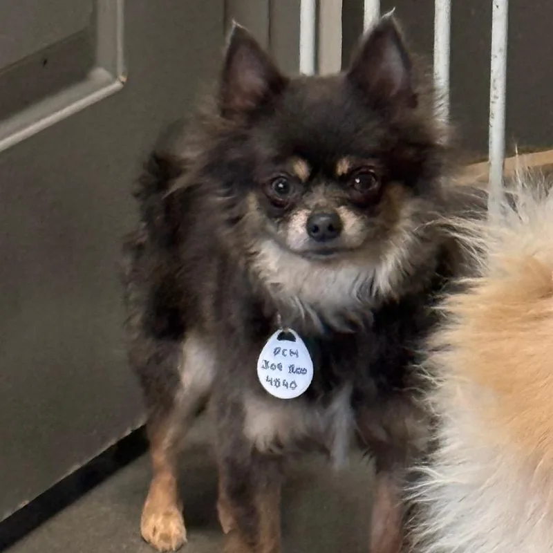 An adult small-sized female Gray / Blue / Silver Chihuahua dog named Trista for adoption in Normal, IL