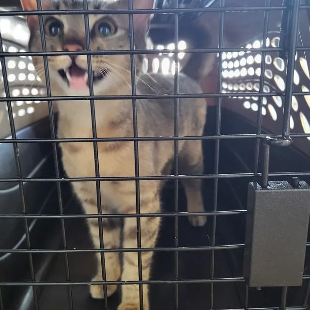 A baby small-sized female Domestic Short Hair cat named Dutches Snuggle Riot for adoption in Fort Walton Beach, FL