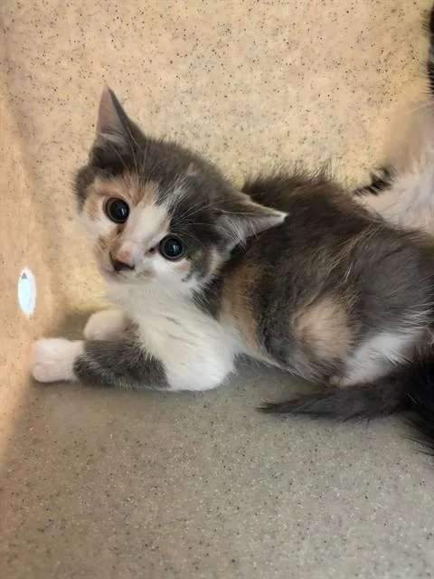 A baby medium-sized female Domestic Short Hair cat named A for adoption in Lancaster, CA