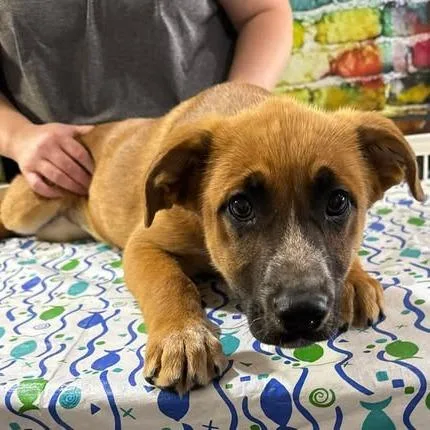 A baby medium-sized male Brown / Chocolate Shepherd dog named Lincoln for adoption in Amarillo, TX