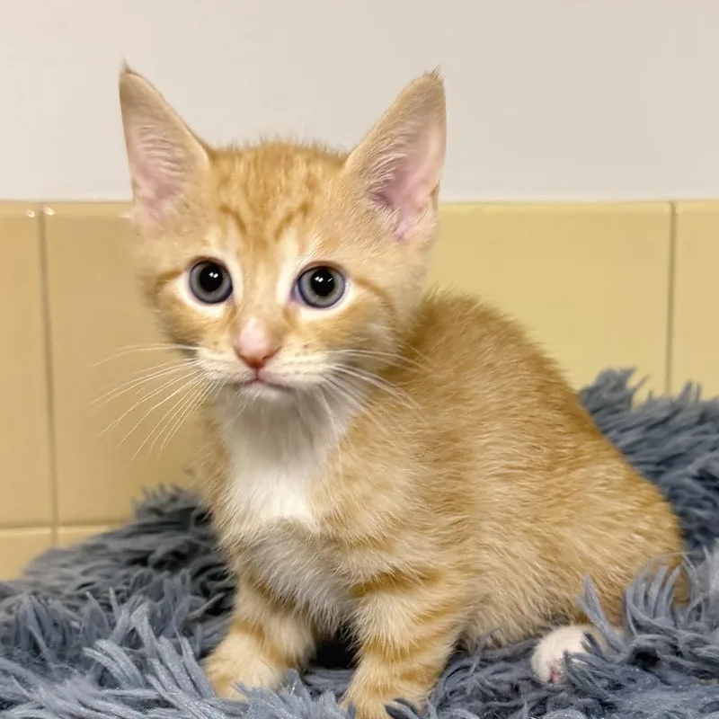 A baby small-sized male Orange / Red Domestic Short Hair cat named Sport for adoption in East Hampton, NY