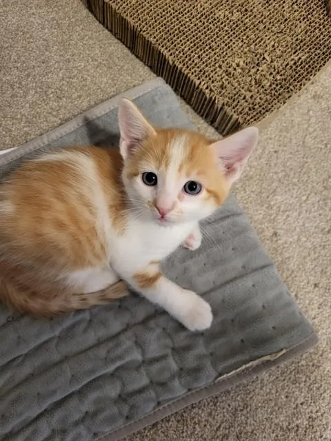 Frankie A