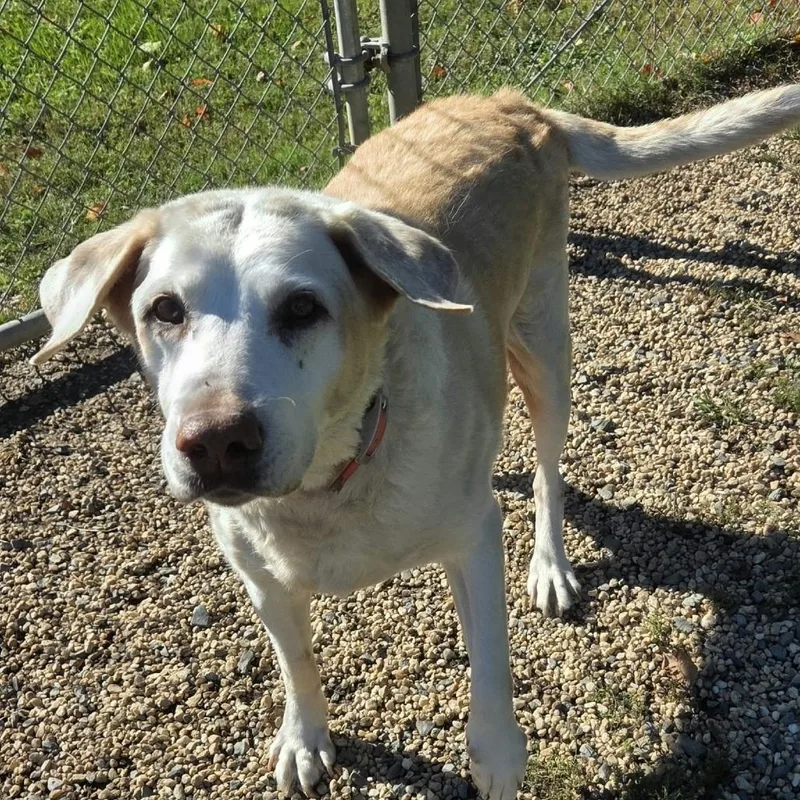 A senior medium-sized female Yellow / Tan / Blond / Fawn Yellow Labrador Retriever dog named Lexi for adoption in Ridgely, MD