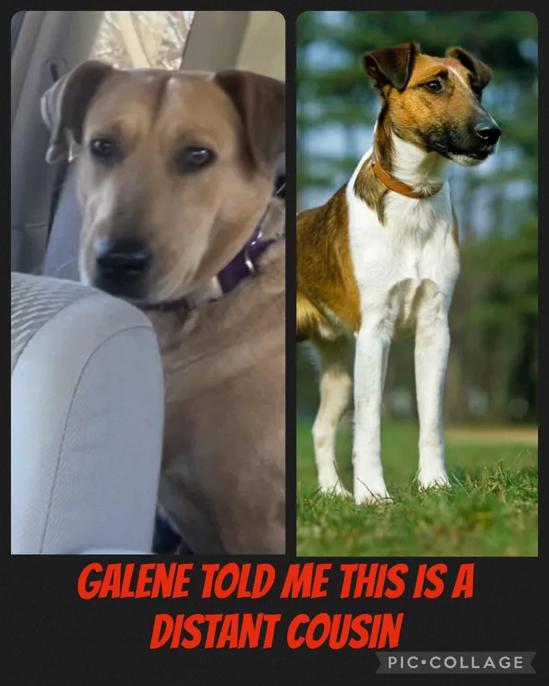 Galene thumbnail 2