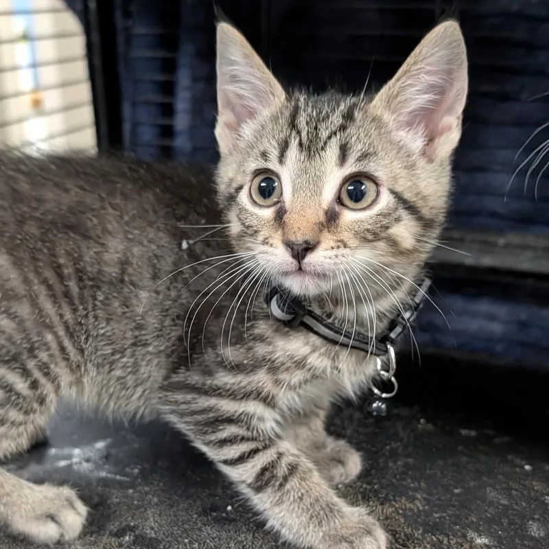 A baby medium-sized male Tabby cat named Trevor for adoption in Wilmington, OH