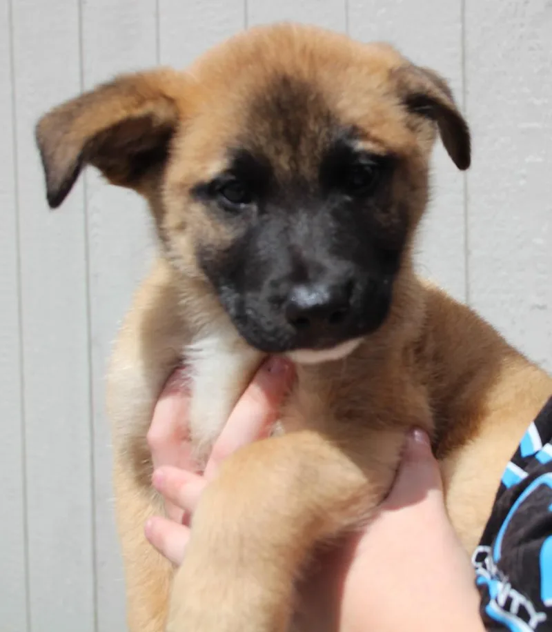 A baby medium-sized male Shepherd dog named Randall for adoption in Vacaville, CA