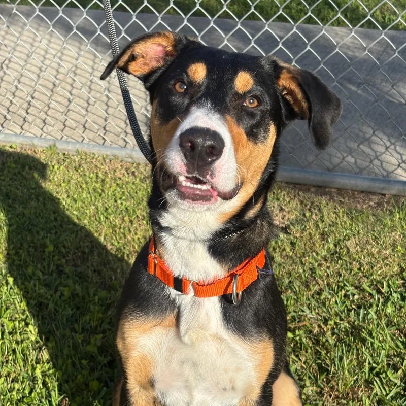 An adult medium-sized male Black Cattle Dog dog named Chocolate for adoption in League City, TX