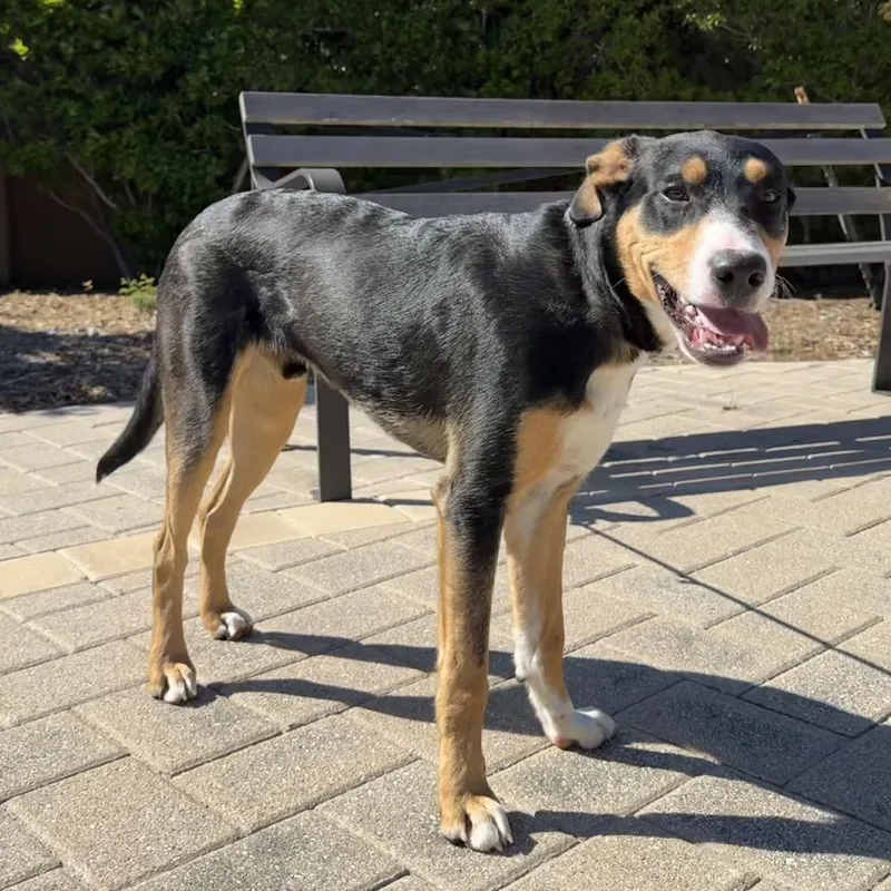 Chocolate thumbnail 3