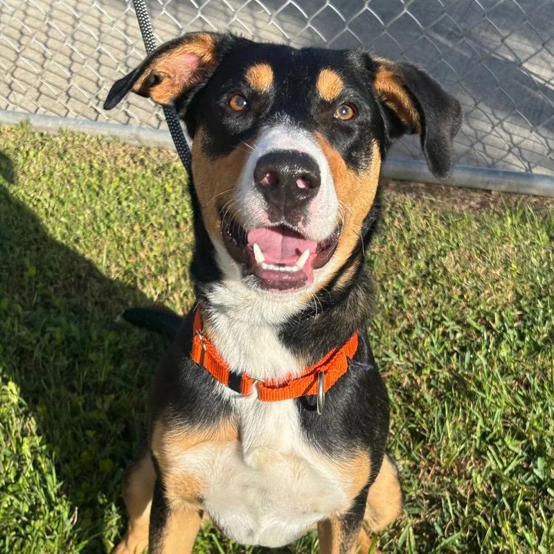 Chocolate thumbnail 4