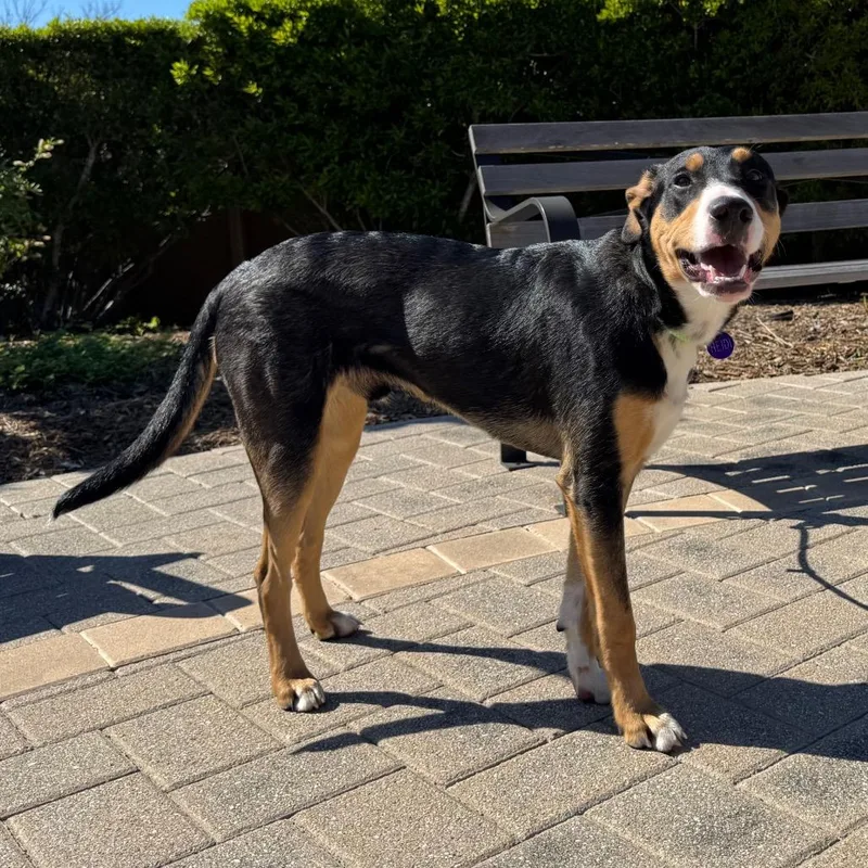 Chocolate thumbnail 5