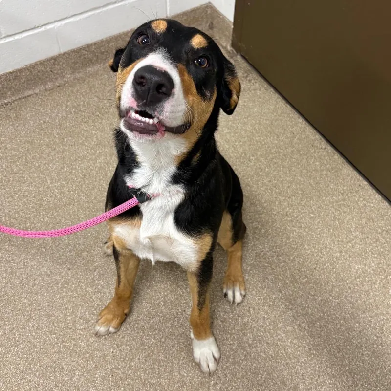 Chocolate thumbnail 6