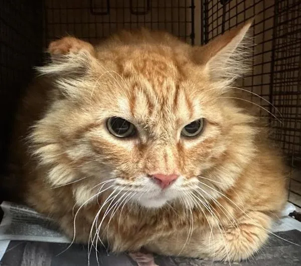Raja