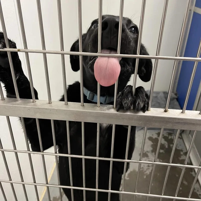 A young medium-sized male Black Mixed Breed dog named Jaxson for adoption in Dickinson, TX