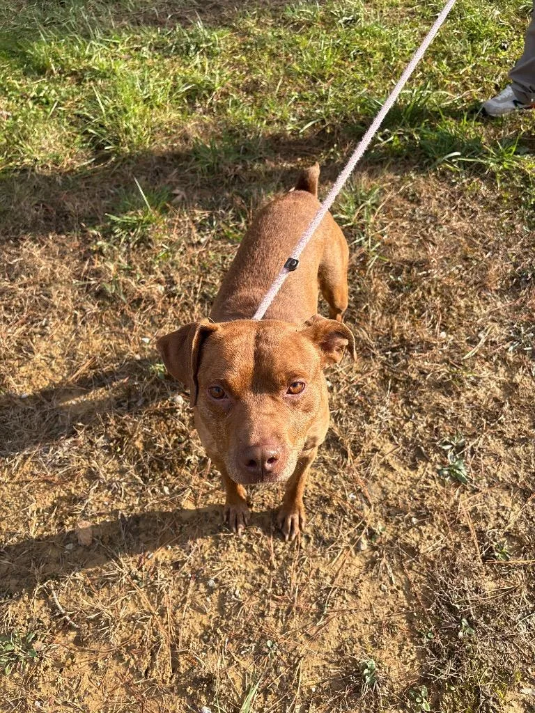 Cornelius thumbnail 2