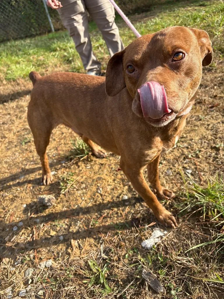 Cornelius thumbnail 4