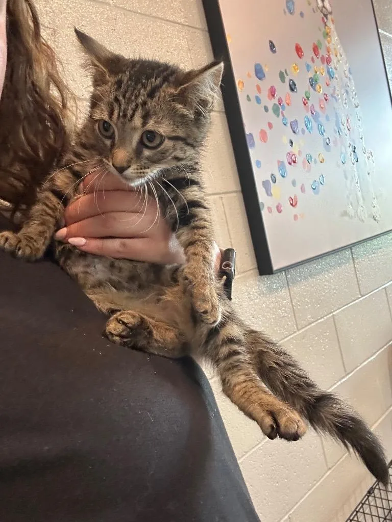 A baby small-sized male Domestic Short Hair cat named Catwise for adoption in East Ridge, TN