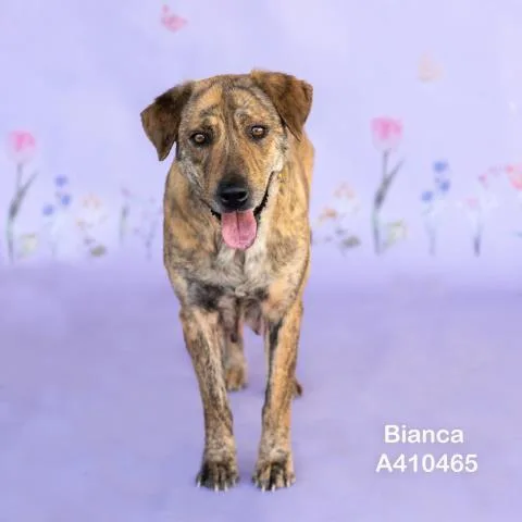 Bianca