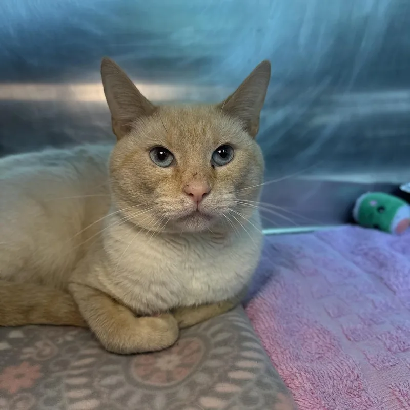An adult medium-sized male Flame Point Siamese cat named Jack for adoption in Matteson, IL