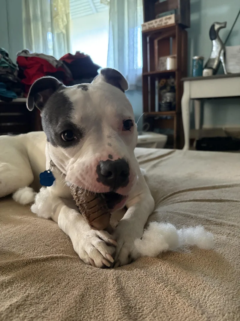 A young large-sized female English Bulldog dog named Reign for adoption in Little Chute, WI
