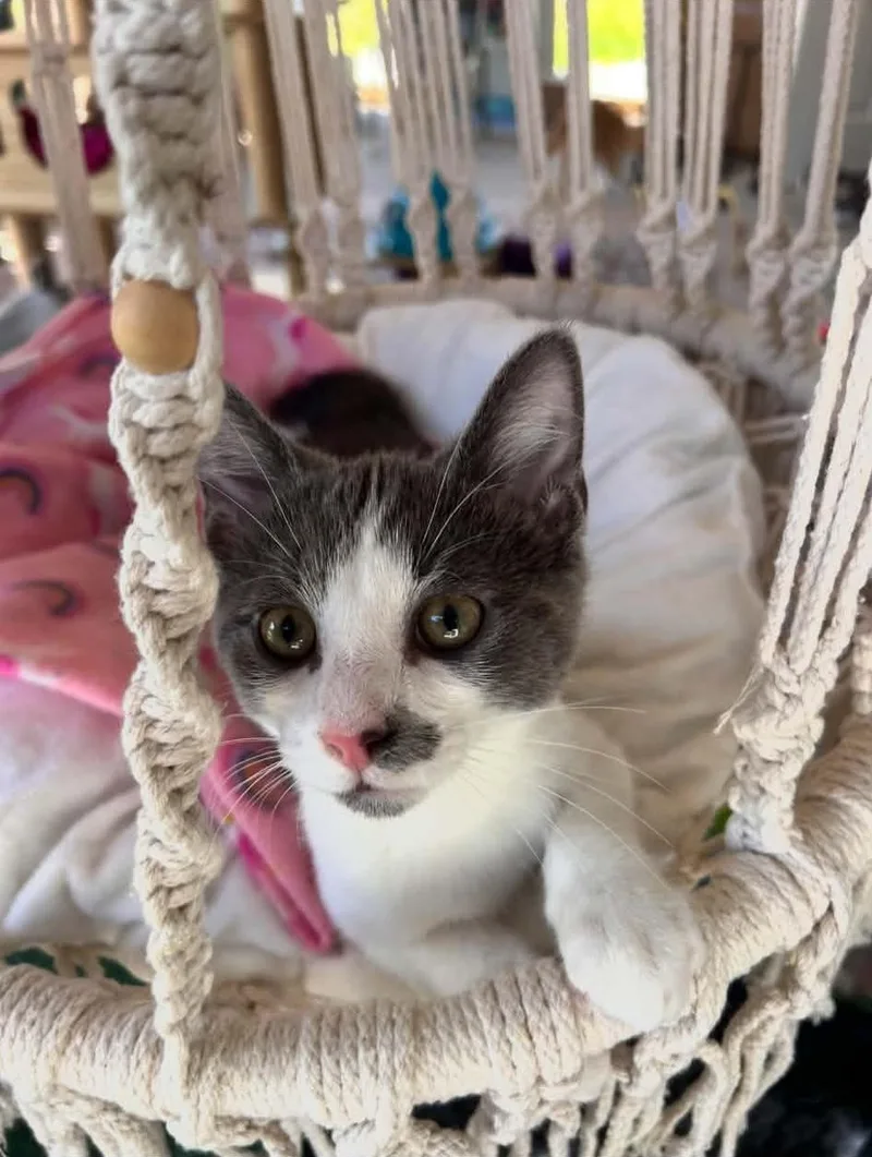 A baby medium-sized male Domestic Short Hair cat named Tommy for adoption in Warren, OH