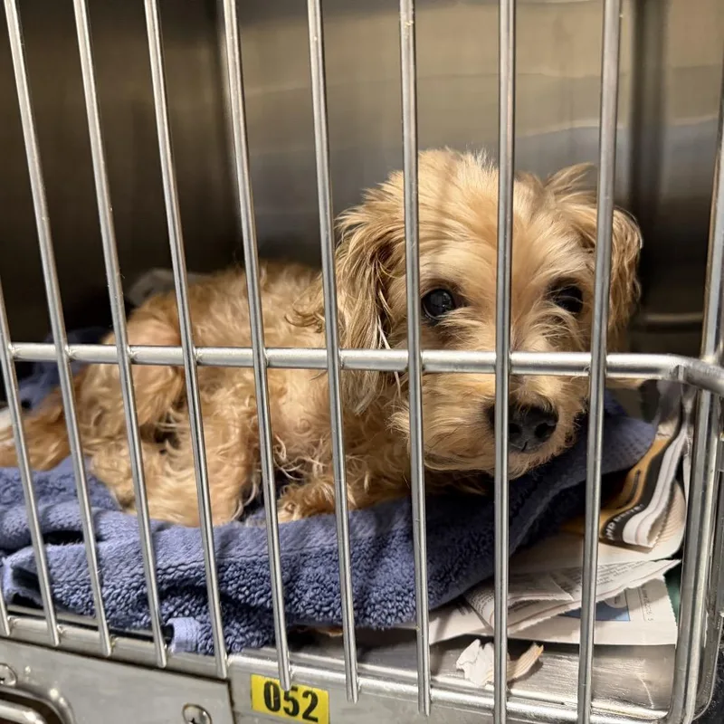 A senior small-sized male Apricot / Beige Miniature Poodle dog named Dog Man for adoption in Northbrook, IL