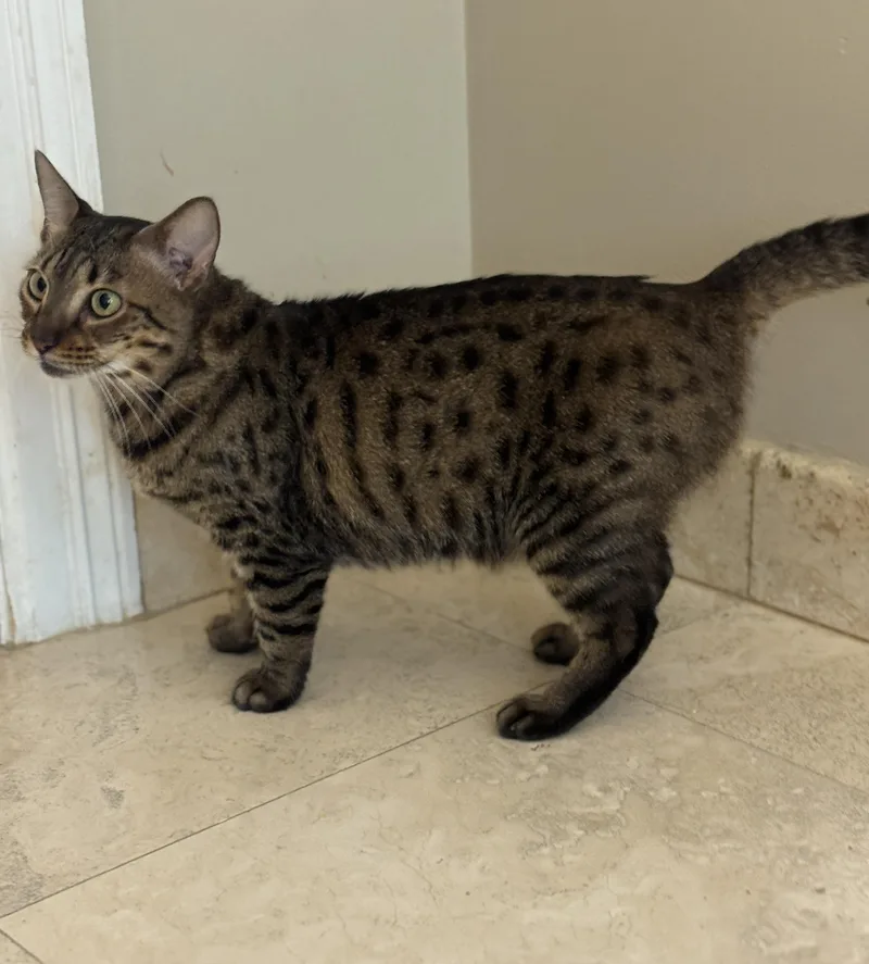 A young medium-sized female Tabby (Brown / Chocolate) Domestic Short Hair cat named Marleigh for adoption in Hopkinton, MA