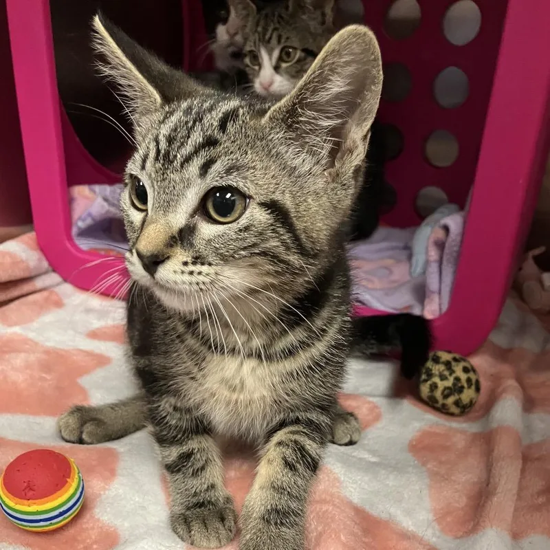 A baby small-sized female Gray / Blue / Silver Domestic Short Hair cat named Luca for adoption in Keizer, OR