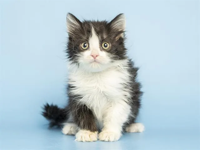 A baby small-sized female Domestic Short Hair cat named Ariel for adoption in Phoenix, AZ