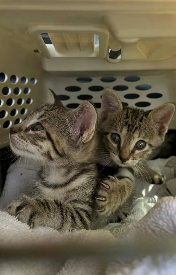 A baby small-sized male Domestic Short Hair cat named Baby Boy for adoption in Austin, TX