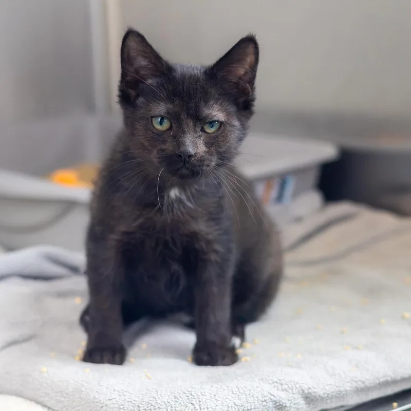 A baby small-sized female Black Domestic Short Hair cat named Annabeth for adoption in Wilmington, DE
