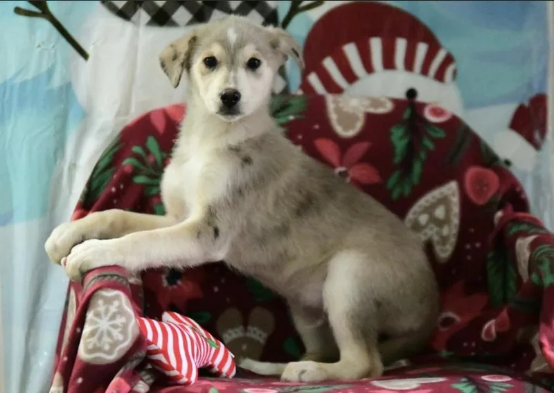 A baby medium-sized male Merle (Blue) Mixed Breed dog named Koda for adoption in Cheektowaga, NY