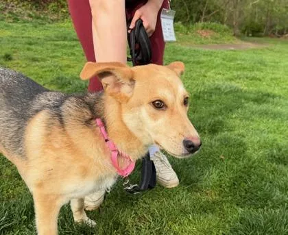 A baby medium-sized male Mixed Breed dog named Jack for adoption in West Chester, PA
