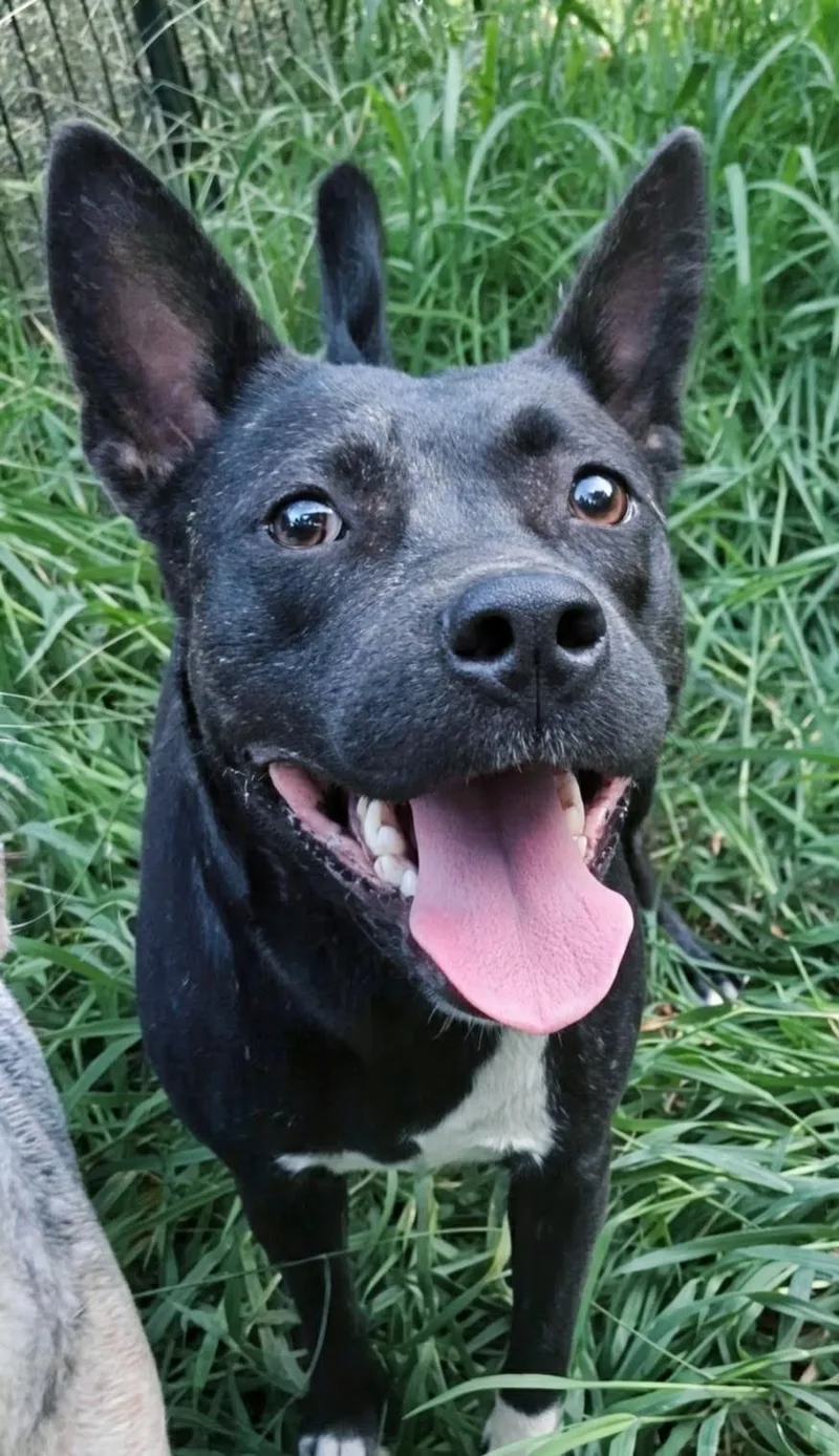 An adult medium-sized female Black Mixed Breed dog named Prim for adoption in Joppa, AL