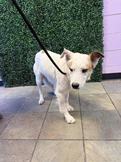 A young large-sized male White / Cream Mixed Breed dog named 61565097 for adoption in El Paso, TX