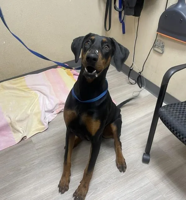 An adult large-sized male Doberman Pinscher dog named Batman for adoption in Oceanside, CA