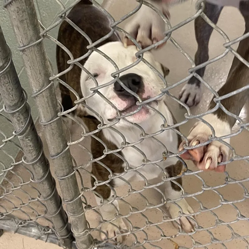 A baby small-sized male Brindle Mixed Breed dog named Quarter for adoption in Newark, NJ