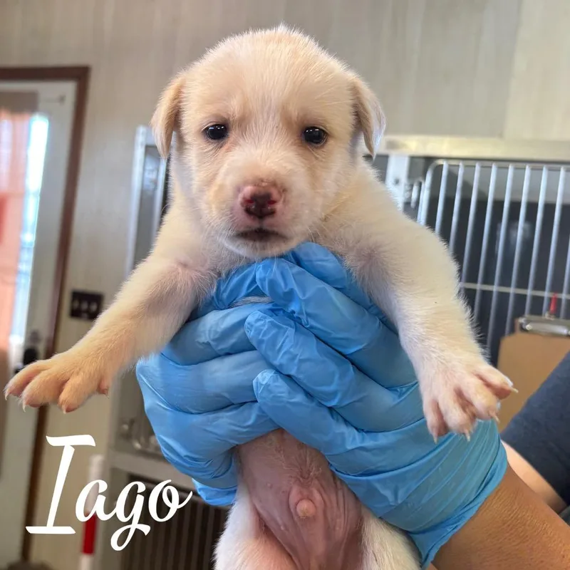 A baby medium-sized male Mixed Breed dog named Iago for adoption in Hillsboro, OH