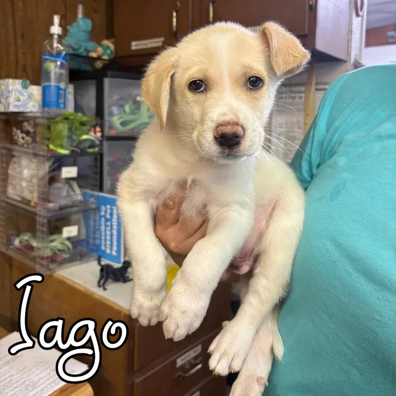 Iago thumbnail 2
