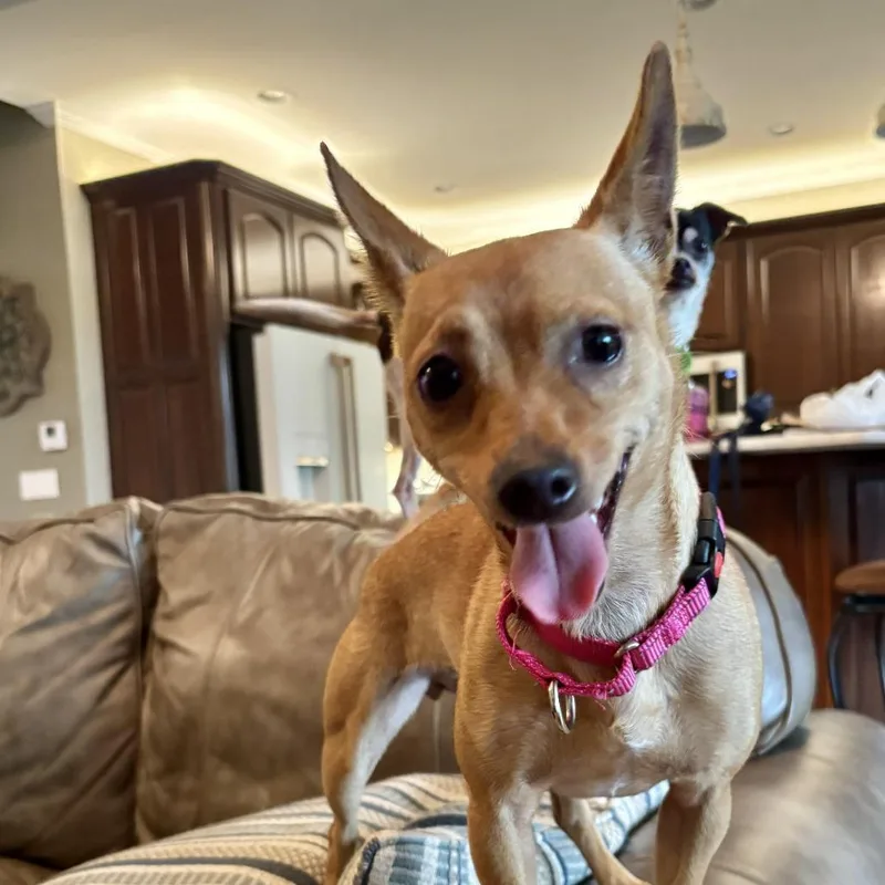 A young small-sized female Red / Chestnut / Orange Chihuahua dog named Hillary Duff FC LN for adoption in Union, MO