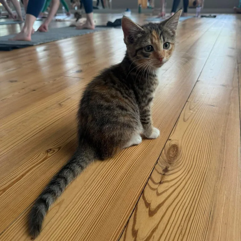 A baby medium-sized female Tabby (Brown / Chocolate) Domestic Short Hair cat named Sofie for adoption in Aberdeen, NC